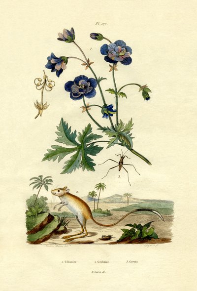 Jerboa, 1833-39 tekijältä French School