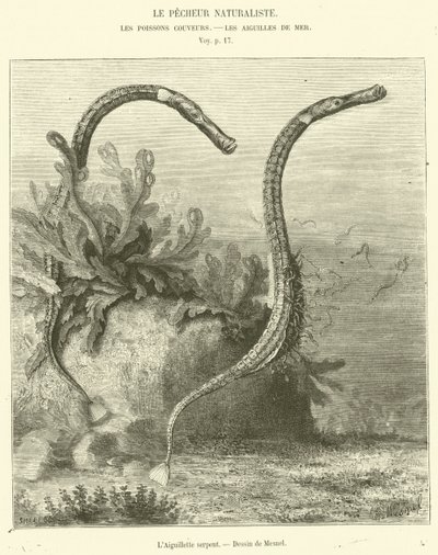 Snake Aiguillette (kaiverrus) tekijältä French School