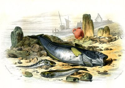 Oviparous Blennie (Blennius viviparus), trakiini vive ja gad-turska - Bernard Germain de Lacepeden (1856-1925) Histoire Naturellesta poiminut levy, painos P.Furme, Pariisi tekijältä French School