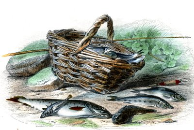Taimen (Salmo Trutta), Chabotin cote (Collus Chabraea), pinaatti (Gasterosteus aculeatus), sammi (Gobio Gobio), kyvykäs (Alburnus Alburnus) - Bernard Germain de Lacepeden (1856-1925) luonnonhistoriallinen lautanen , P.Furme-painos, Pariisi tekijältä French School