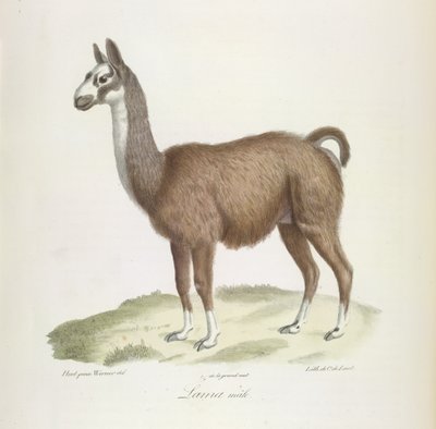 Laamauros, nisäkkäiden luonnonhistoriasta (väri litho) tekijältä French School