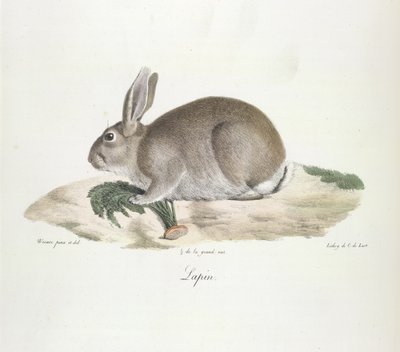 Kani, kani, nisäkkäiden luonnonhistoriasta (väri litho) tekijältä French School