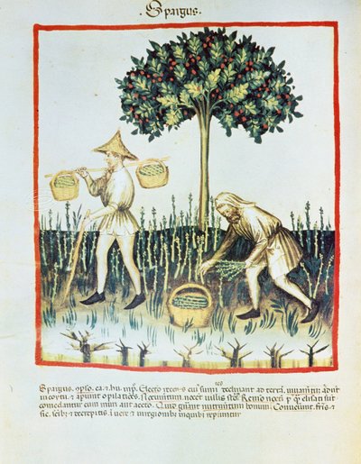 Lat. 9333 folio 23v "Spargus" (parsanpoimijat) Ibn Butlânin Tacuinum sanitatis -teoksesta (pergamentti). tekijältä French School