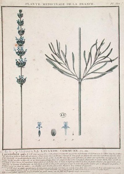 Lavender Spike, lautanen "Plante Medicinale de la France" (värillinen kaiverrus) tekijältä French School