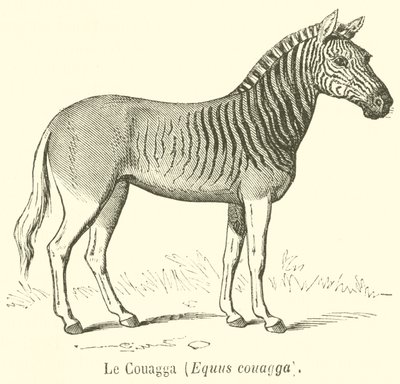 Le Couagga, Equus couagga (kaiverrus) tekijältä French School