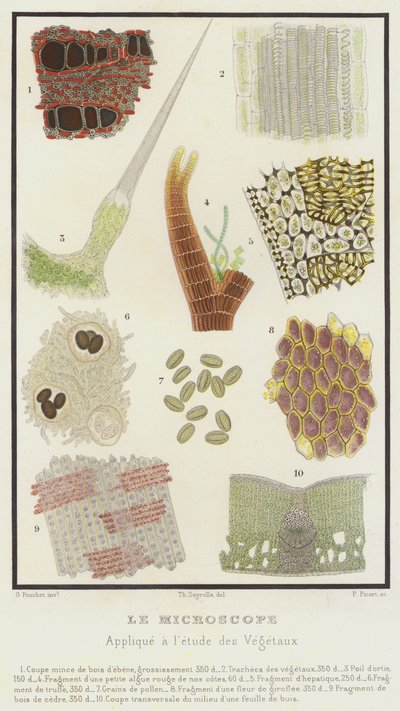 Mikroskooppi, sovellettu kasvien tutkimukseen (väri litho) tekijältä French School
