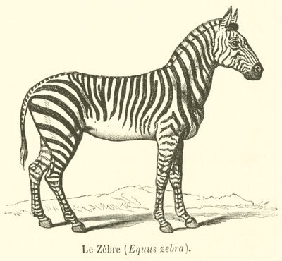 Le Zebre, Equus zebra (kaiverrus) tekijältä French School