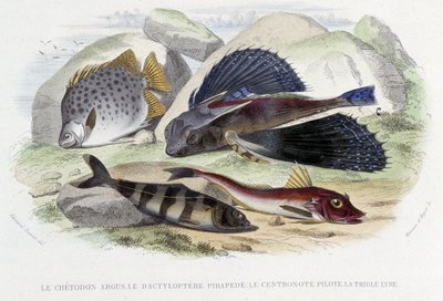 Chatodon argus, tyloptera merirosvo, centronote-pilotti, trigle lyyra - Lacépèden "Histoire Naturelle", toim. Veurne, Pariisi tekijältä French School