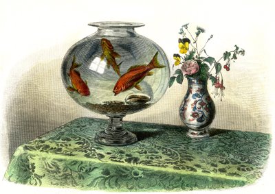 Kultainen kyprini (Cyprinus Auratus) - Bernard Germain de Lacepeden (1856-1925) Histoire Naturellesta poiminut levy, painos P.Furme, Pariisi tekijältä French School