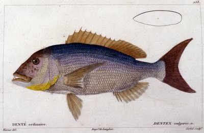 Dentex Cuvierin "Histoire naturelle des poissons", Valenciennes, Pariisi. tekijältä French School