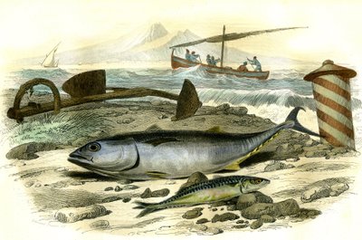 Le thon (Scomber Thynnus), le mackereau (Scomber Scobrus) - Bernard Germain de Lacepeden (1856-1925) Histoire Naturelle -levystä poimima levy, painos P.Furme, Paris tekijältä French School