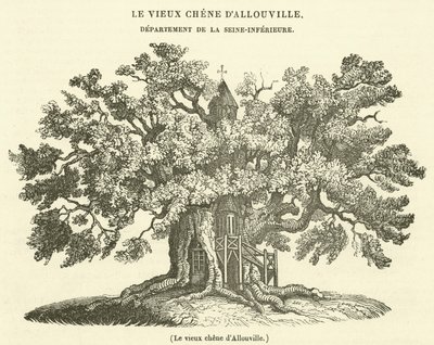 Allouvillen vanha tammi (kaiverrus) tekijältä French School