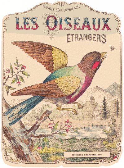Les Oiseaux Étrangers: levyn kansi. Charbonnière mesange., 1800-luvun loppupuoli (vedos). tekijältä French School