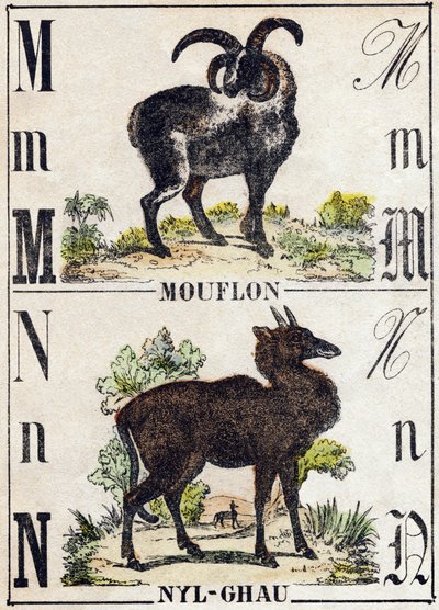 Kirjain M Muflon; N Nyl-ghau (Nyl-ghau). Kaiverrus "Wild Animals Alphabet". 9. sarja. Kuvia Epinalista, Pellerin, kirjapaino-kustantaja, n. 1870. Kaiverrukset puuhun, stensiili. 16 sivua. Koko: 20 x 15 cm. Yksityinen kokoelma tekijältä French School