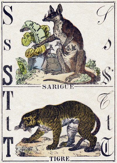 S-kirjain Sarigue (Opossum); T Tiger. Kaiverrus "" Alphabet des animaux sauvages"". 9. sarja. Kuvia Epinalista, Pellerin, paino-kustantaja, noin 1870. Kaiverrukset puuhun, stenciloitu. 16 sivua. Mitat: 20 x 15 cm. Yksityinen kokoelma tekijältä French School