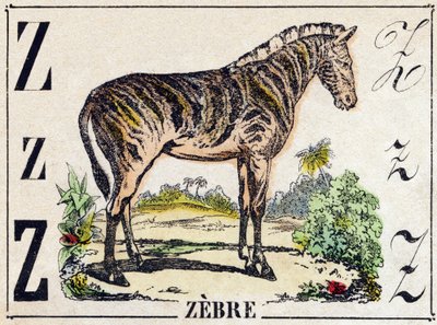Kirjain Z Zebra. Kaiverrus "Wild Animals Alphabet". 9. sarja. Kuvia Epinalista, Pellerin, kirjapaino-kustantaja, n. 1870. Kaiverrukset puuhun, stensiili. 16 sivua. Koko: 20 x 15 cm. Yksityinen kokoelma tekijältä French School
