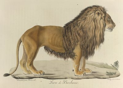 Barbaari leijona. Barbary-leijona, "Nisäkkäiden luonnonhistoriasta" (väri litho) tekijältä French School