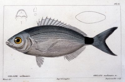 Tavallinen oblade "Kalan luonnonhistorian" jälkeen, Cuvier, Valenciennes, Paris tekijältä French School