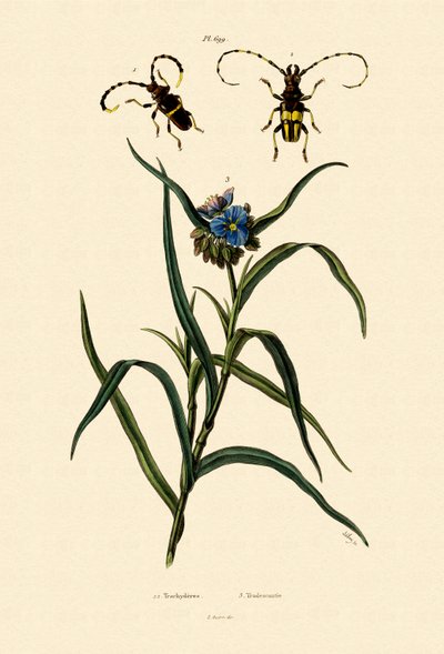 Longhorn Beetles, 1833-39 tekijältä French School
