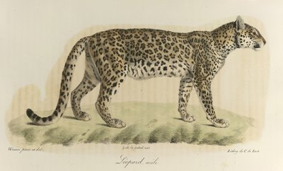 Leopardi, uros. Urosleopardi, kirjasta "Natural History of Mammals" (väri litho) tekijältä French School
