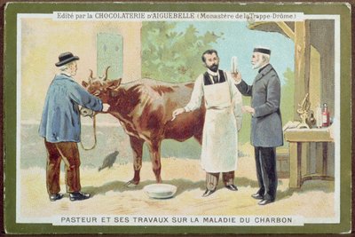 Louis Pasteur (1822-95) tutkii pernaruttoa, mainoskortti Chocolaterie dAiguebellelta tekijältä French School