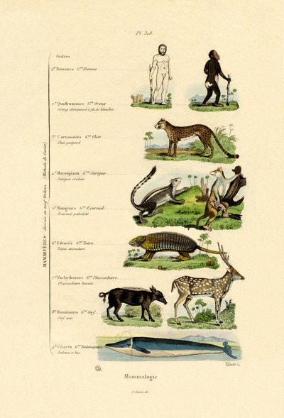 Mammalogy, 1833-39 tekijältä French School