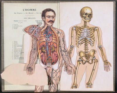 Ihminen, hänen elimensä, lihaksensa ja luurankonsa, tohtori Lelievren Anatomie Elementairesta tekijältä French School
