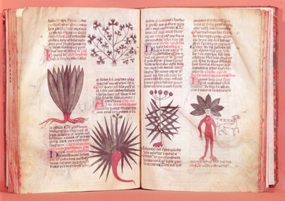 Mandrake, Dioscoridesin sopimuksesta (40-n. 90 jKr.) tekijältä French School