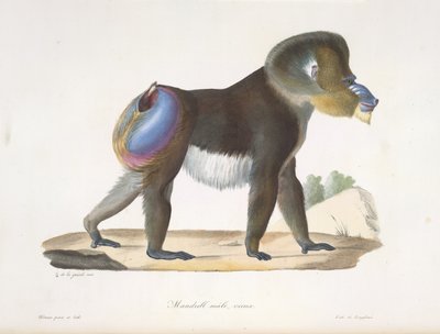 Mandrilli, uros, vanha. Vanha mandrillipaviaani, Natural History of Mammals (väri litho) tekijältä French School