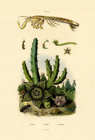 Mantis Shrimp, 1833-39 tekijältä French School