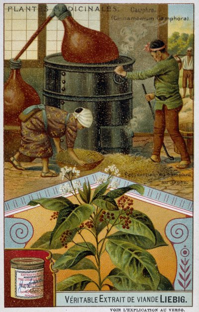 Lääkekasvit: kamferi; kamferin valmistus Japanissa - Chromo Liébig, v.1900 tekijältä French School