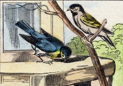 Viesti. Kaiverrus "Buffon Alphabet des Oiseaux n 1". 3. Serie N 1. Epinalin kuvantaminen, Epinal, 1800-luvun loppu. 16 sivua. Mitat: 28 x 21 cm tekijältä French School