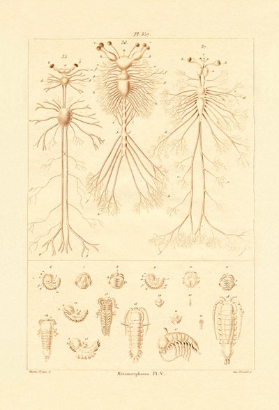 Metamorphosis, 1833-39 tekijältä French School
