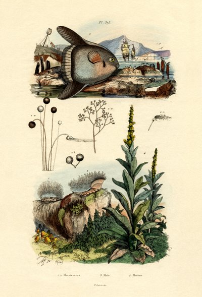 Muotti, 1833-39 tekijältä French School