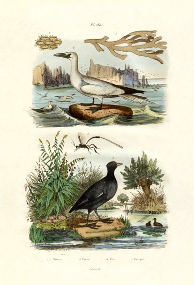 Moss Animal, 1833-39 tekijältä French School