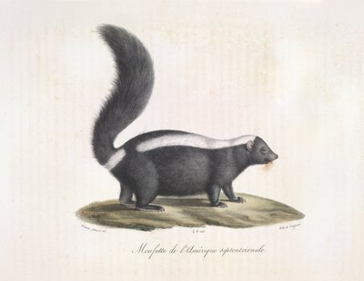 Skunk. Skunk, de la història natural dels mamífers (litografia de color) finlandès tekijältä French School