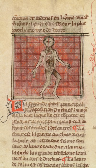 Ms 2030 fol.17 Anatominen hahmo, La Chirurgie de Maitre Henri de Mondeville tekijältä French School