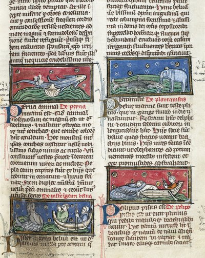 Ms 320 Fol.116 Sea Monsters, Thomas van Cantimpren (1201-72) De Natura rerum -teoksesta (vellum) tekijältä French School
