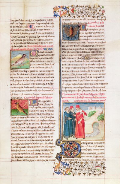 Ms 399 fol.149 Kilpikonnan, hoopoen ja lepakkon ominaisuudet, Barthelemy l