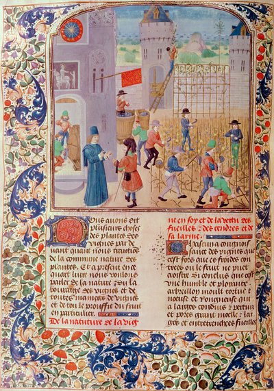 Ms 5064 fol.68v Työskentely viinitarhassa, Livre des Prouffitz Champestres, Pietro de Crescenzi (1230-1321) tekijältä French School