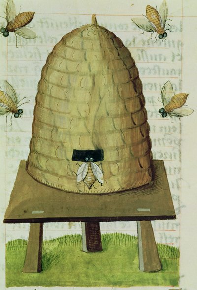 Ms 59 fol.111r mehiläispesä ja mehiläiset, Grand Herbier tekijältä French School