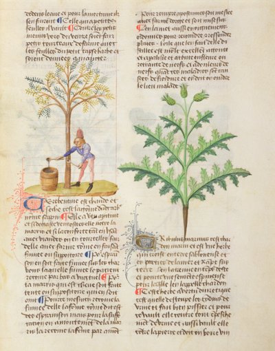 Neiti. On Different Herbs by Dioscorides, fol.165r Tapping Turpentine tekijältä French School