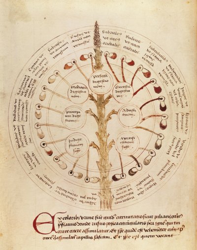 Ms Lat 11229 fol.19r Taulukko virtsan analyysiä varten, Petit Traite dhygiene et Medecine tekijältä French School