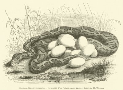 Luonnonhistoriallinen museo, Kaksiraitaisen Pythonin inkubaatio (kaiverrus) tekijältä French School