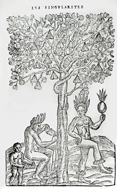 Nana fuit, lääkekasvi, kuvitus Singularities of France Antarktiquesta, Andre de Thevet, 1558 tekijältä French School