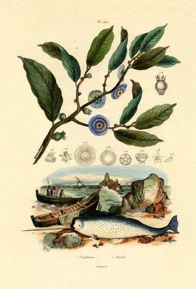 Napoleonin hattu, 1833-39 tekijältä French School