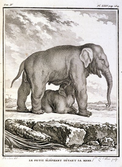 Luonnonhistoriallinen levy: Pieni norsu pilkkaamassa äitiään - Buffonin "" Natural History, General and Particular" -osassa tekijältä French School