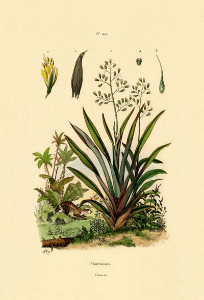 Uusi-Seelanti pellava, 1833-39 tekijältä French School