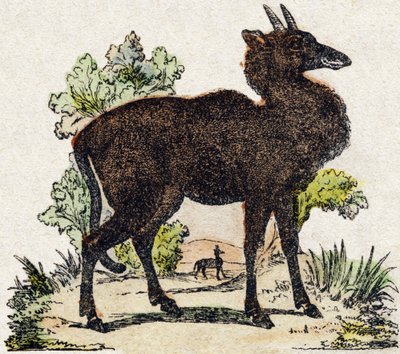 Nyl-ghau (Nyl ghau, intialainen eläin). Kaiverrus "Wild Animals Alphabet". 9. sarja. Kuvia Epinalista, Pellerin, kirjapaino-kustantaja, n. 1870. Kaiverrukset puuhun, stensiili. 16 sivua. Koko: 20 x 15 cm. Yksityinen kokoelma tekijältä French School
