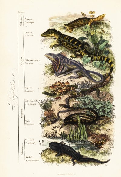 Matelijoiden lahkot: haavoittuva intialainen softshell-kilpikonna, Nilssonia gangetica, silmälasikaimaani, kaimaanikrokotiili, röyhelökaula-lisko, Chlamydosaurus kingii, suomijalka, Pygopus lepidopudus, lasilisko, Pseudopus apodus, kyy, tekijältä French School